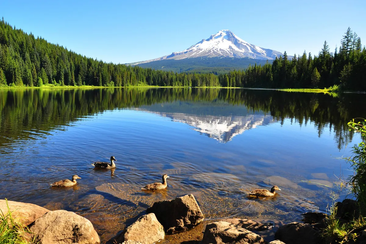 A tranquil lake scene framed by lush green trees, with a mountain backdrop and ducks gliding across the water. The scene suggests opportunities for outdoor recreation such as hiking, fishing, and bird watching, all within a peaceful natural setting.